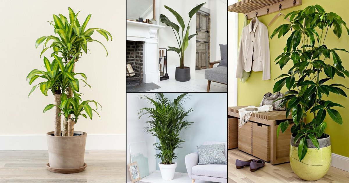 The Best Locations in Your Home for Large Indoor Plants