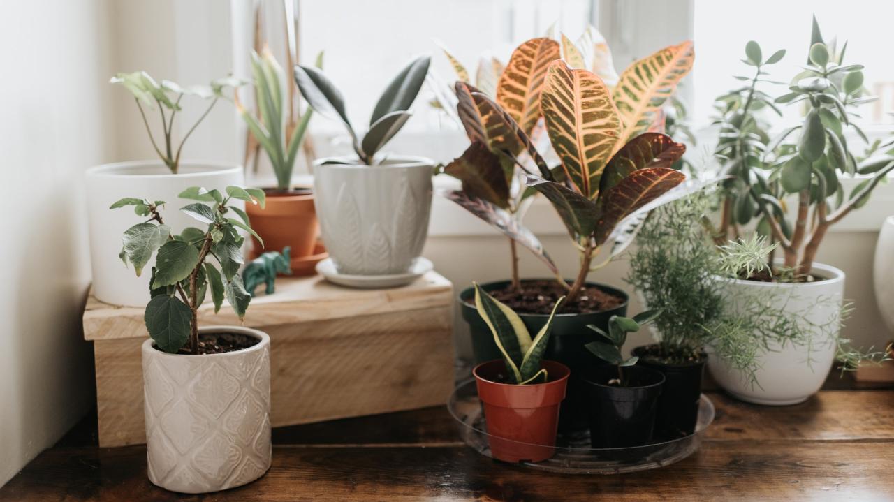 Beginners Guide to Easy-Care Indoor Houseplants