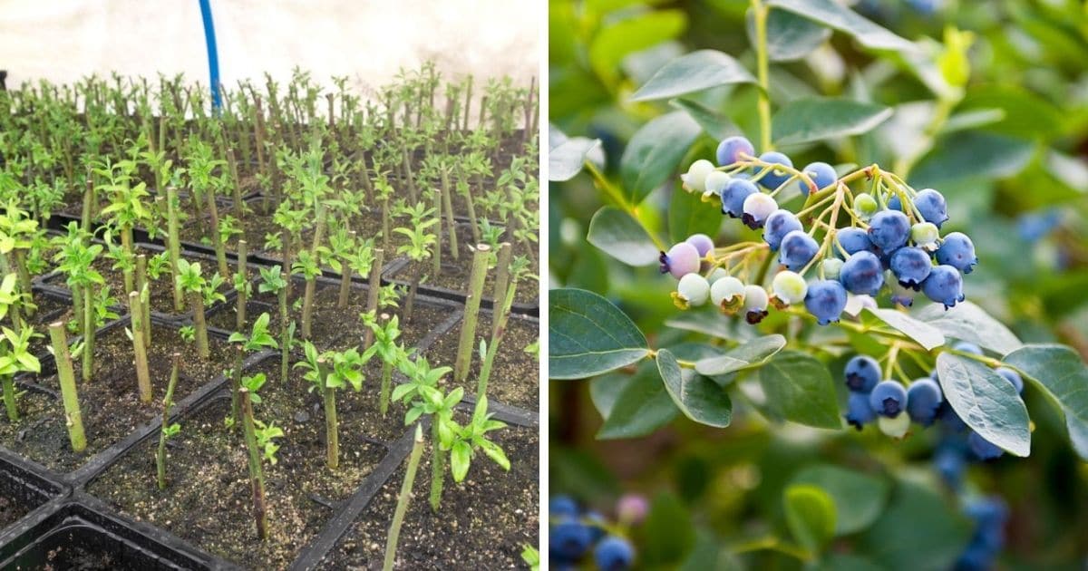 How to Use Propagation to Create a Bumper Crop of Blueberry Bushes