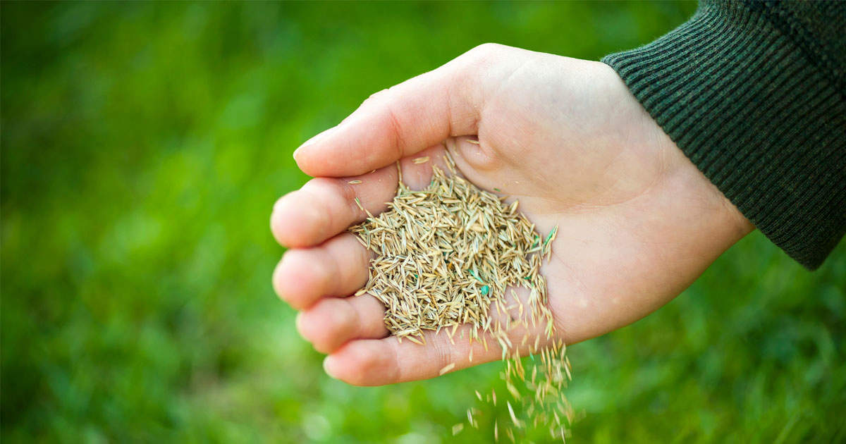 How to Time Your Grass Seed Planting for Maximum Growth and Beauty