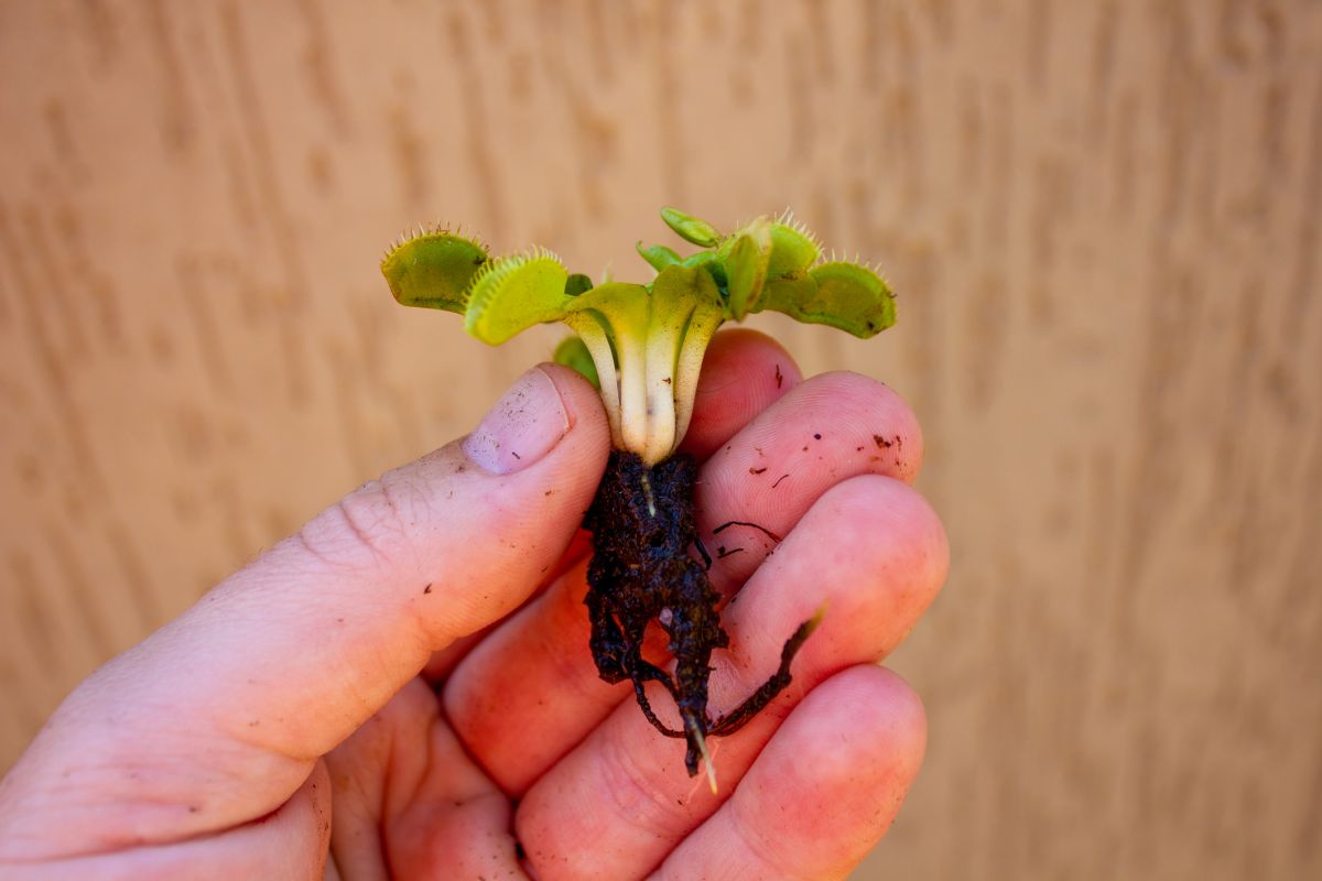 How to Propagate Venus Fly Traps for a Thriving Carnivorous Collection