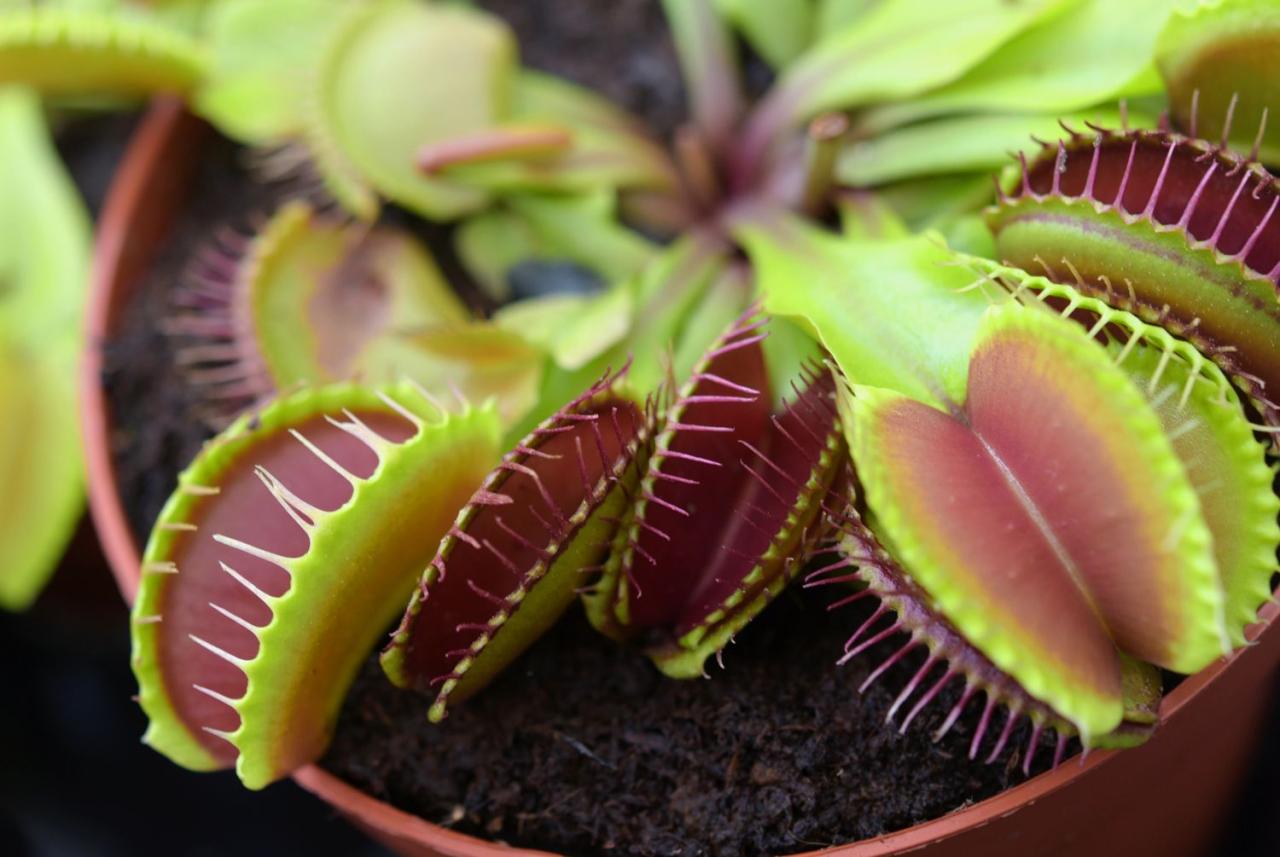 Watch Your Venus Fly Traps Thrive: A Complete Propagation Guide