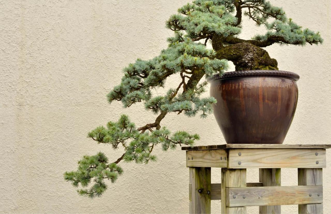 How to Choose a Bonsai Pot That Suits Your Tree’s Needs