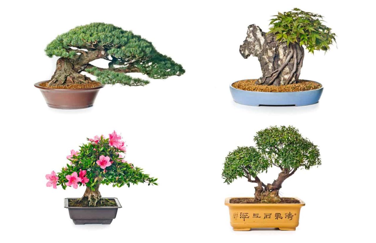 How to Choose a Bonsai Pot That Suits Your Tree’s Needs