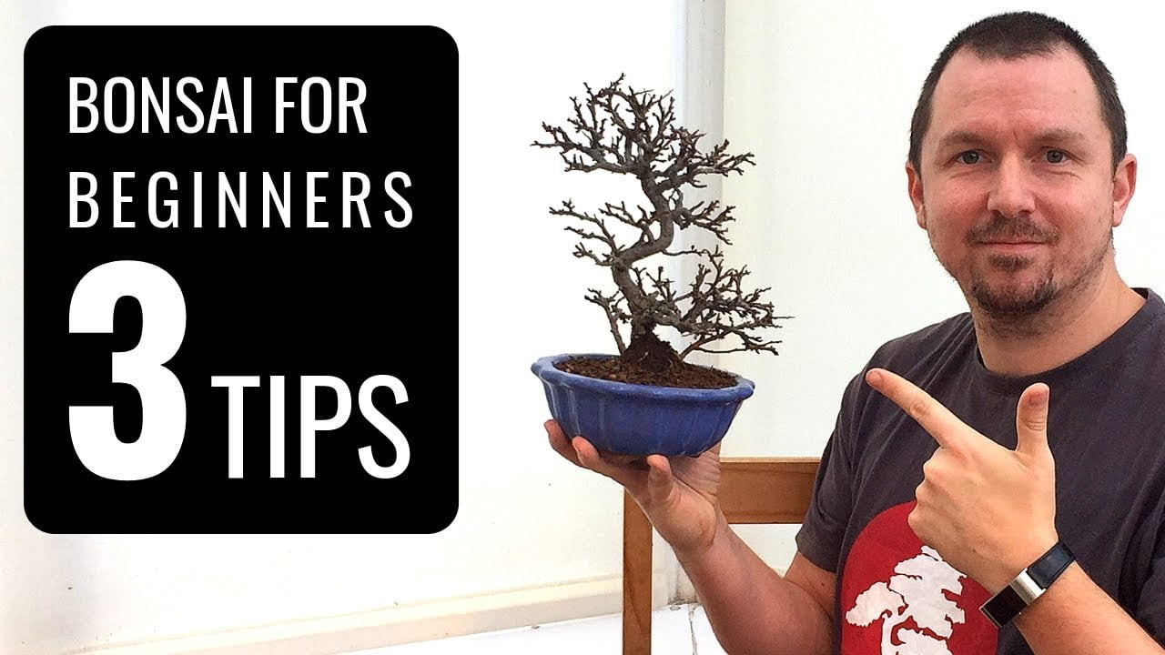 Simple Bonsai Care Tips for Year-Round Success