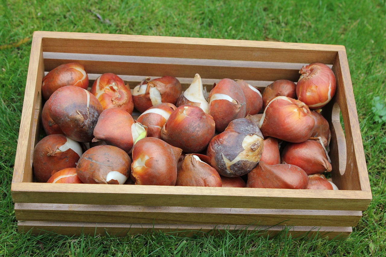 How To Create A Naturalized Look By Planting Bulbs In Fall