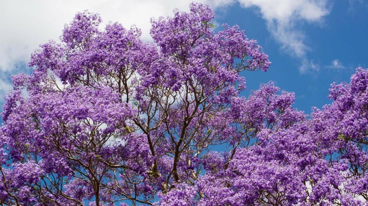 How to Grow Jacaranda Tree Successfully: Essential Tips for a Beautiful Outdoor Space