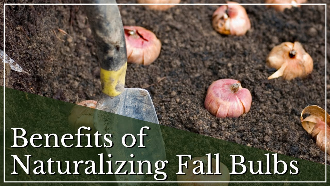 How To Create A Naturalized Look By Planting Bulbs In Fall