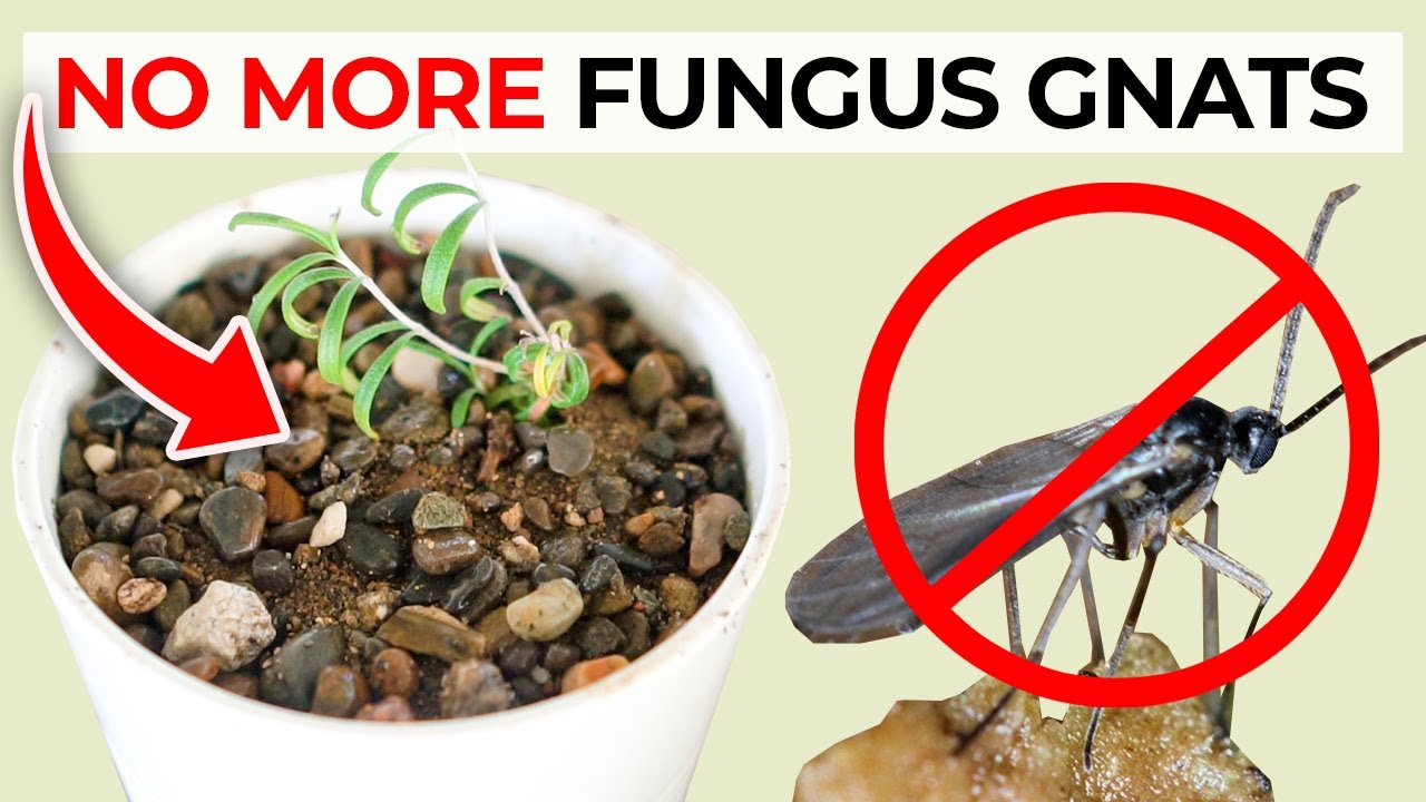 How to Identify and Remove Gnats in Houseplants