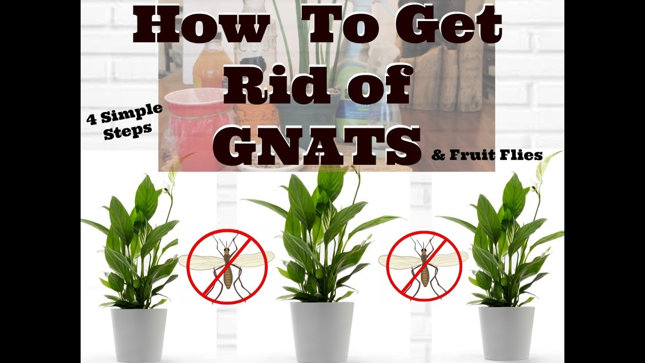 How to Identify and Remove Gnats in Houseplants