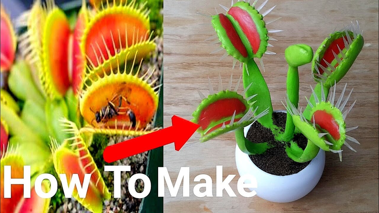 How to Propagate Venus Fly Traps for a Thriving Carnivorous Collection