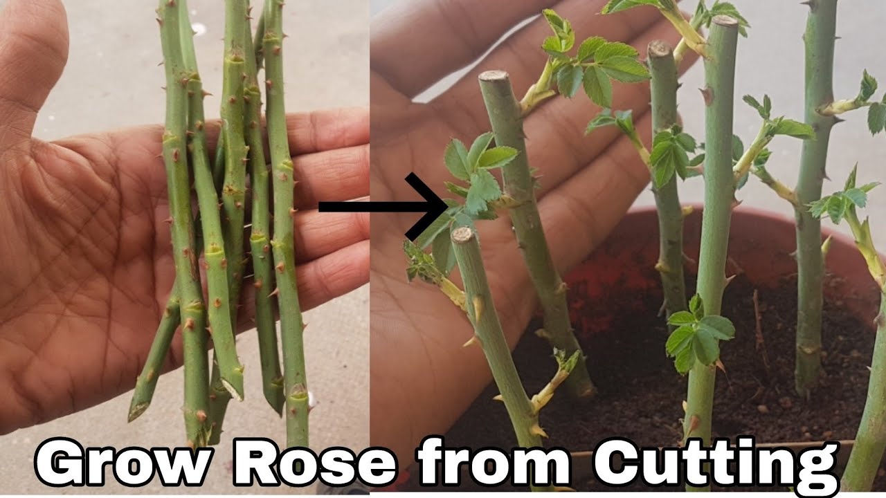 The Best Techniques for Propagating Roses From Cuttings: A Comprehensive Guide